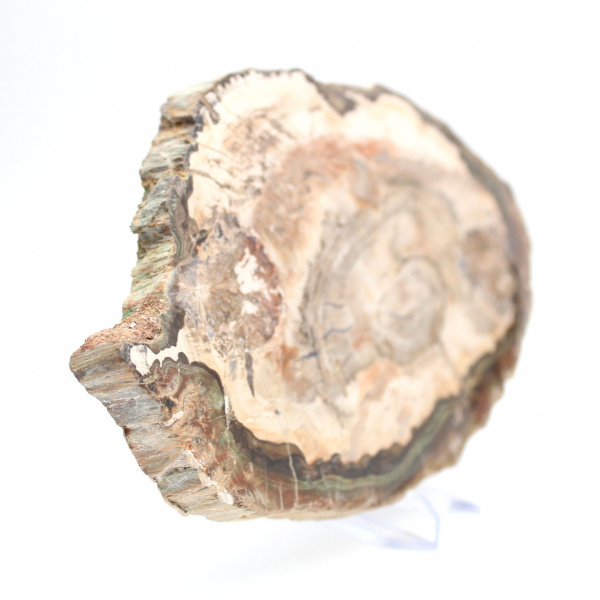 Rodaja pulida de madera fosilizada, prestigioso ejemplar decorativo, Madagascar Rodaja pulida de madera fosilizada, prestigioso ejemplar decorativo, Madagascar