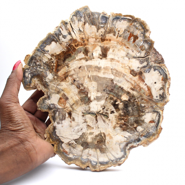 Rodaja de madera petrificada pulida, fósil de árbol, colección de Madagascar