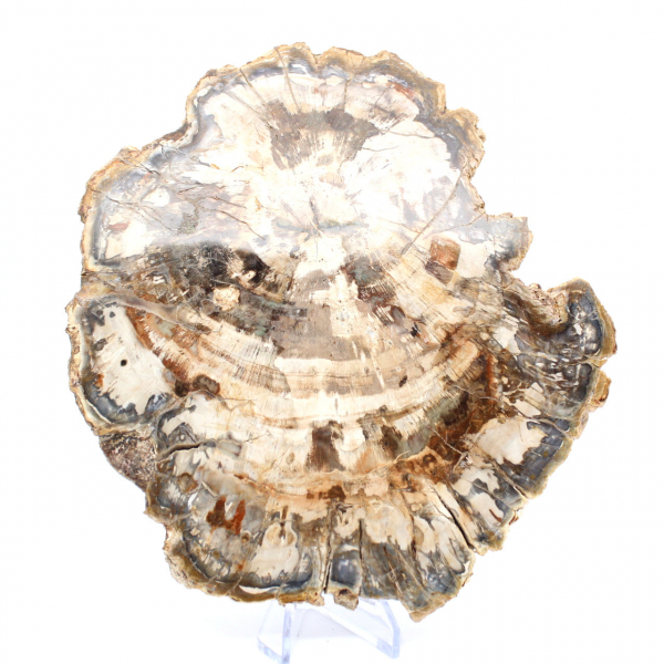 Rodaja de madera petrificada pulida, fósil de árbol, colección de Madagascar
