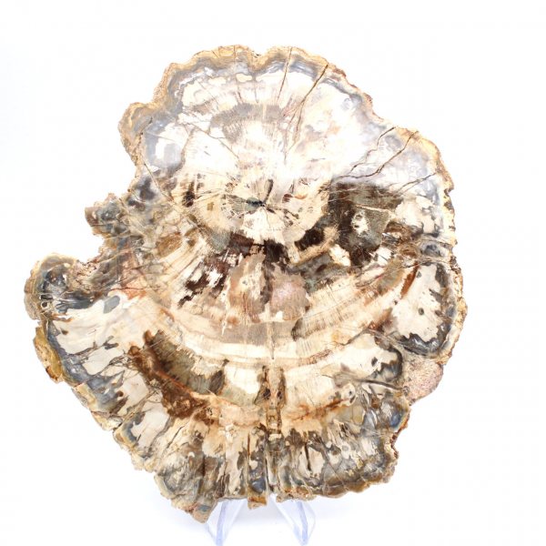 Rodaja de madera petrificada pulida, fósil de árbol, colección de Madagascar