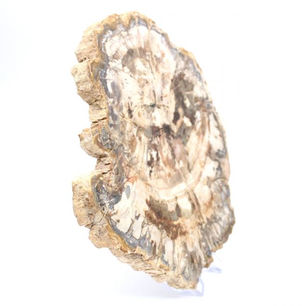 Rodaja de madera petrificada pulida, fósil de árbol, colección de Madagascar