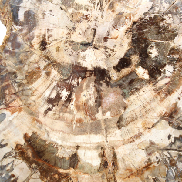 Rodaja de madera petrificada pulida, fósil de árbol, colección de Madagascar