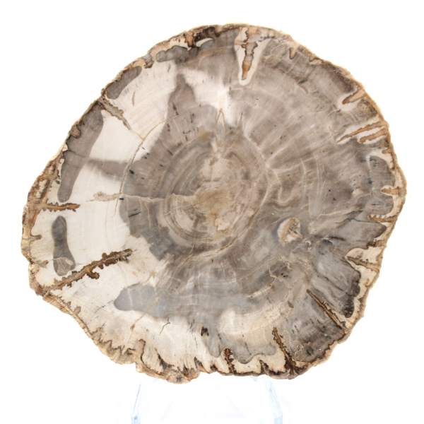Mini rebanada de madera petrificada pulida, pequeño fósil coleccionable, Madagascar Mini rebanada de madera petrificada pulida, pequeño fósil coleccionable, Madagascar