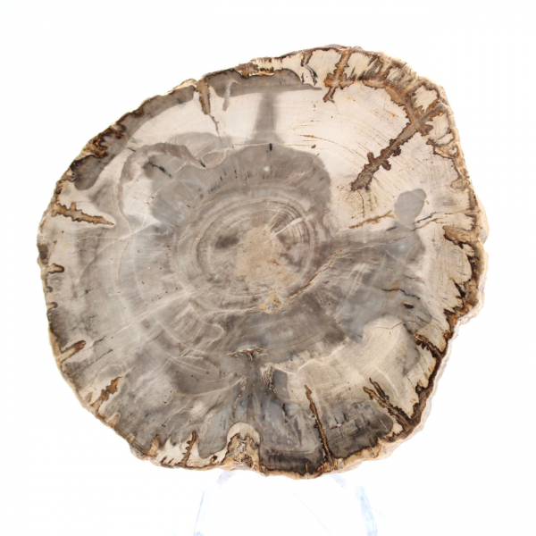 Mini rebanada de madera petrificada pulida, pequeño fósil coleccionable, Madagascar Mini rebanada de madera petrificada pulida, pequeño fósil coleccionable, Madagascar