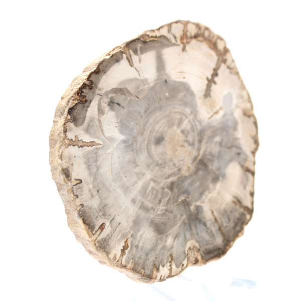 Mini rebanada de madera petrificada pulida, pequeño fósil coleccionable, Madagascar Mini rebanada de madera petrificada pulida, pequeño fósil coleccionable, Madagascar