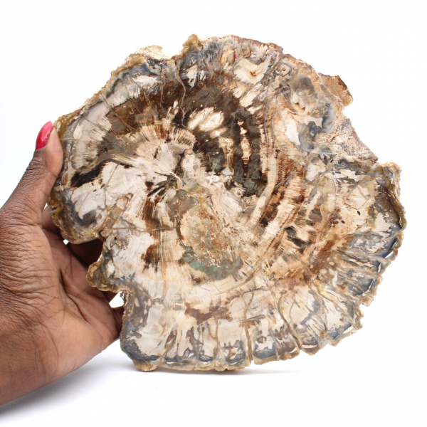 Gran trozo de madera fosilizada pulida, adorno único, Madagascar Gran trozo de madera fosilizada pulida, adorno único, Madagascar