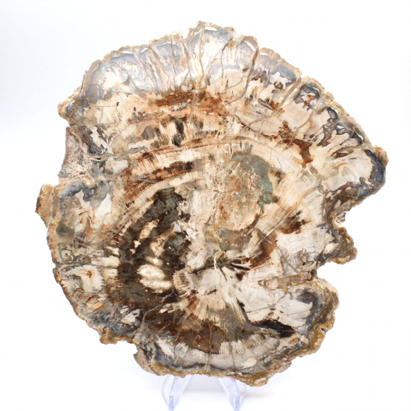 Gran trozo de madera fosilizada pulida, adorno único, Madagascar Gran trozo de madera fosilizada pulida, adorno único, Madagascar