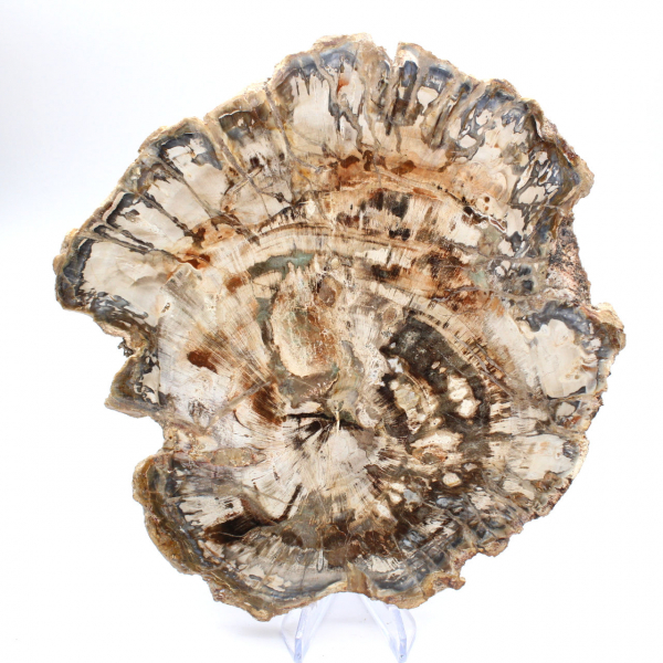 Gran trozo de madera fosilizada pulida, adorno único, Madagascar Gran trozo de madera fosilizada pulida, adorno único, Madagascar