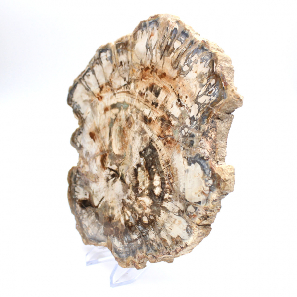 Gran trozo de madera fosilizada pulida, adorno único, Madagascar Gran trozo de madera fosilizada pulida, adorno único, Madagascar