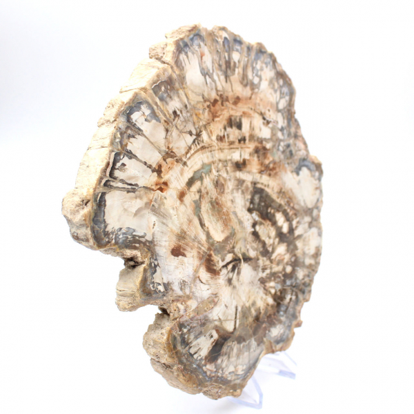 Gran trozo de madera fosilizada pulida, adorno único, Madagascar Gran trozo de madera fosilizada pulida, adorno único, Madagascar