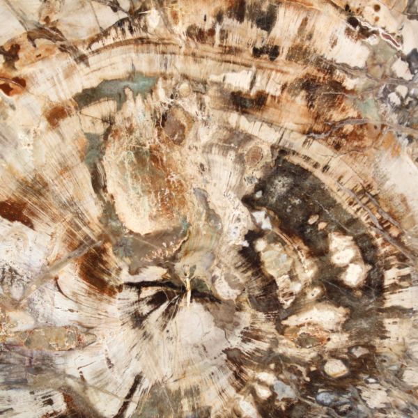 Gran trozo de madera fosilizada pulida, adorno único, Madagascar Gran trozo de madera fosilizada pulida, adorno único, Madagascar