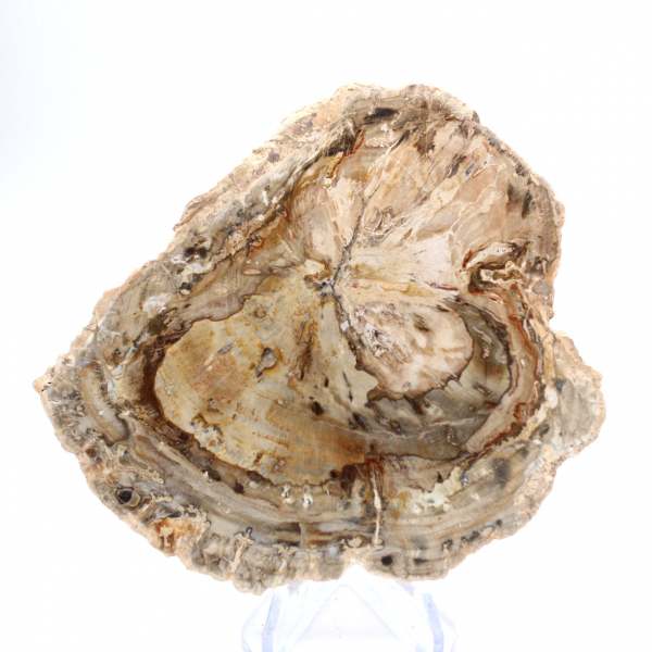 Pequeño ejemplar de madera petrificada pulida, rodaja de fósil decorativa, Madagascar Pequeño ejemplar de madera petrificada pulida, rodaja de fósil decorativa, Madagascar