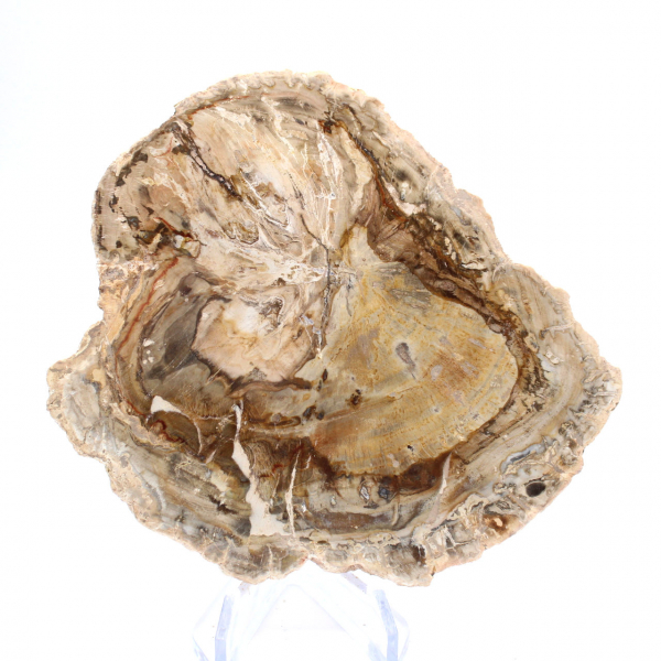 Pequeño ejemplar de madera petrificada pulida, rodaja de fósil decorativa, Madagascar Pequeño ejemplar de madera petrificada pulida, rodaja de fósil decorativa, Madagascar