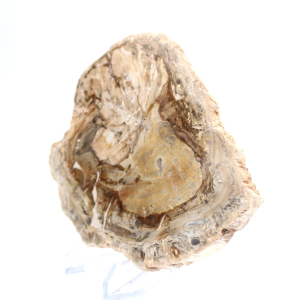 Pequeño ejemplar de madera petrificada pulida, rodaja de fósil decorativa, Madagascar Pequeño ejemplar de madera petrificada pulida, rodaja de fósil decorativa, Madagascar