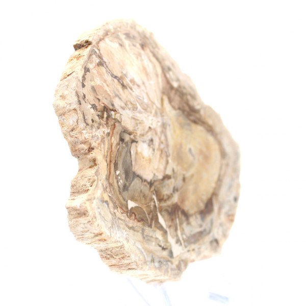 Pequeño ejemplar de madera petrificada pulida, rodaja de fósil decorativa, Madagascar Pequeño ejemplar de madera petrificada pulida, rodaja de fósil decorativa, Madagascar