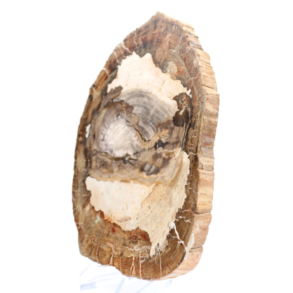 Rebanada de madera fósil pulida, adorno de personaje, Madagascar Rebanada de madera fósil pulida, adorno de personaje, Madagascar