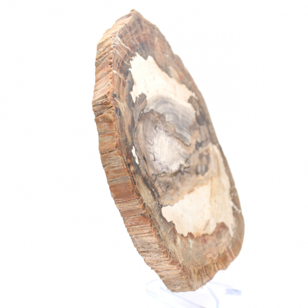 Rebanada de madera fósil pulida, adorno de personaje, Madagascar Rebanada de madera fósil pulida, adorno de personaje, Madagascar