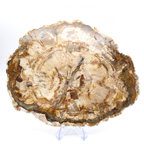 Gran trozo de madera petrificada pulida, pieza de colección de fósiles sólidos, Madagascar Gran trozo de madera petrificada pulida, pieza de colección de fósiles sólidos, Madagascar