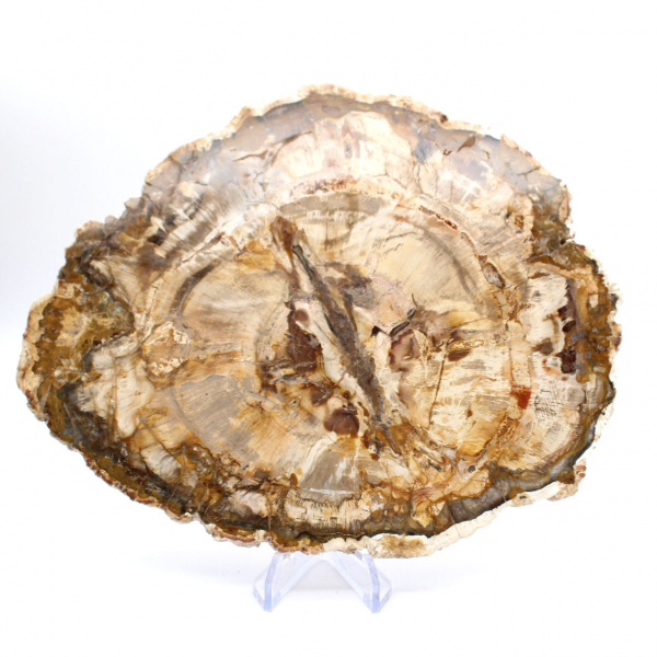 Gran trozo de madera petrificada pulida, pieza de colección de fósiles sólidos, Madagascar Gran trozo de madera petrificada pulida, pieza de colección de fósiles sólidos, Madagascar