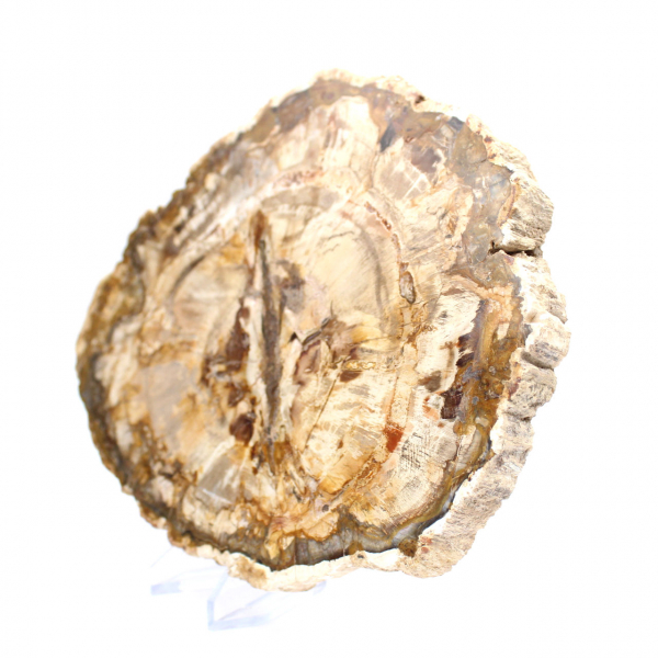 Gran trozo de madera petrificada pulida, pieza de colección de fósiles sólidos, Madagascar Gran trozo de madera petrificada pulida, pieza de colección de fósiles sólidos, Madagascar
