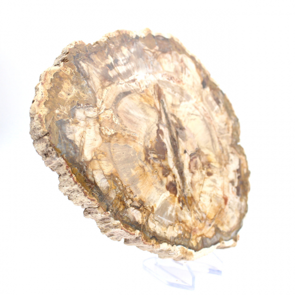 Gran trozo de madera petrificada pulida, pieza de colección de fósiles sólidos, Madagascar Gran trozo de madera petrificada pulida, pieza de colección de fósiles sólidos, Madagascar