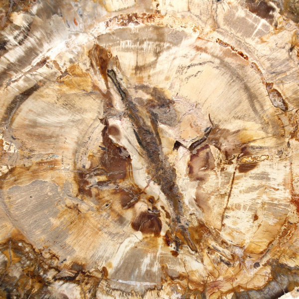 Gran trozo de madera petrificada pulida, pieza de colección de fósiles sólidos, Madagascar Gran trozo de madera petrificada pulida, pieza de colección de fósiles sólidos, Madagascar