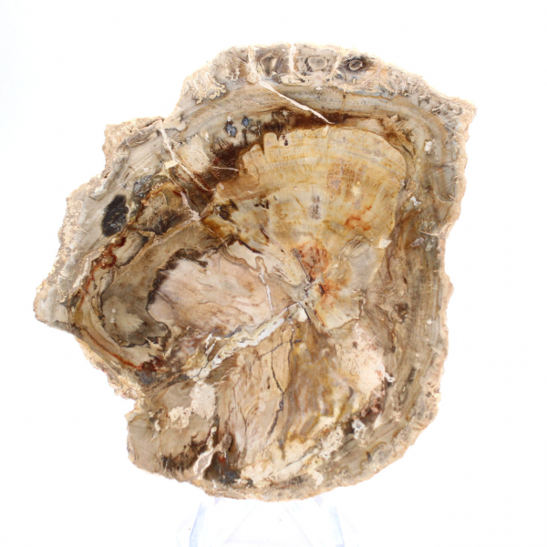 Pequeño adorno de madera petrificada pulida, un fragmento fósil de la historia de Madagascar. Pequeño adorno de madera petrificada pulida, un fragmento fósil de la historia de Madagascar.