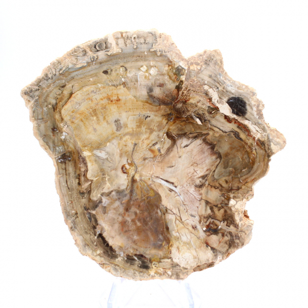 Pequeño adorno de madera petrificada pulida, un fragmento fósil de la historia de Madagascar. Pequeño adorno de madera petrificada pulida, un fragmento fósil de la historia de Madagascar.