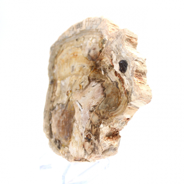 Pequeño adorno de madera petrificada pulida, un fragmento fósil de la historia de Madagascar. Pequeño adorno de madera petrificada pulida, un fragmento fósil de la historia de Madagascar.