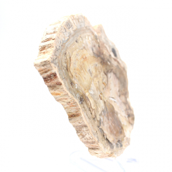 Pequeño adorno de madera petrificada pulida, un fragmento fósil de la historia de Madagascar. Pequeño adorno de madera petrificada pulida, un fragmento fósil de la historia de Madagascar.