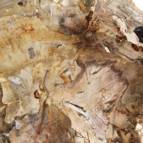 Pequeño adorno de madera petrificada pulida, un fragmento fósil de la historia de Madagascar. Pequeño adorno de madera petrificada pulida, un fragmento fósil de la historia de Madagascar.