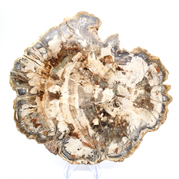 Fósil de madera petrificada, pieza pulida para colección, Madagascar
