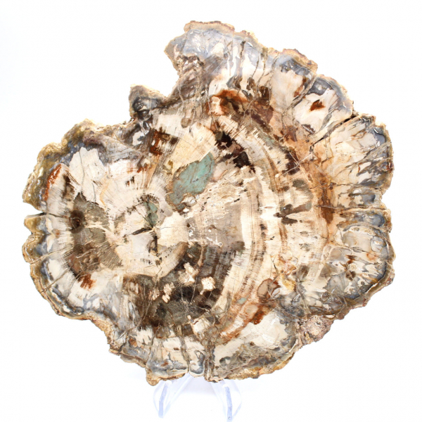 Fósil de madera petrificada, pieza pulida para colección, Madagascar