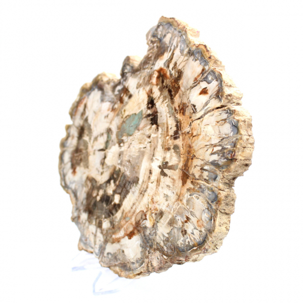 Fósil de madera petrificada, pieza pulida para colección, Madagascar
