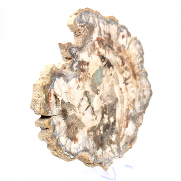 Fósil de madera petrificada, pieza pulida para colección, Madagascar