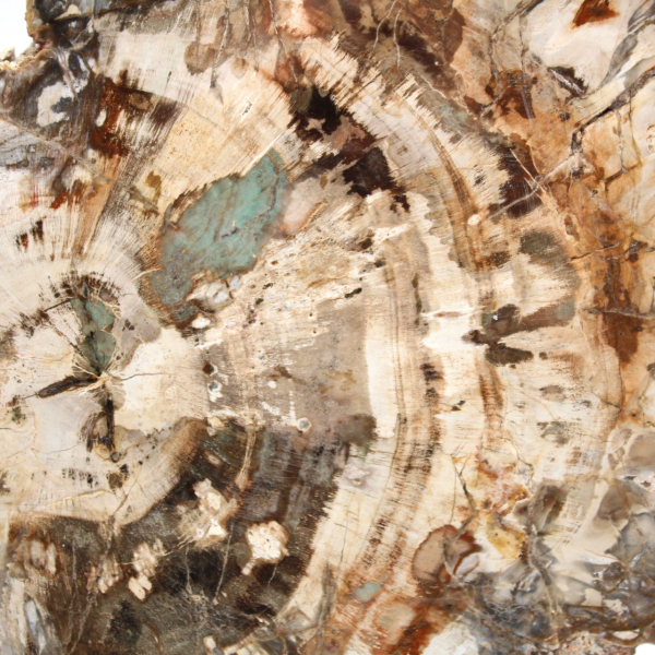 Fósil de madera petrificada, pieza pulida para colección, Madagascar