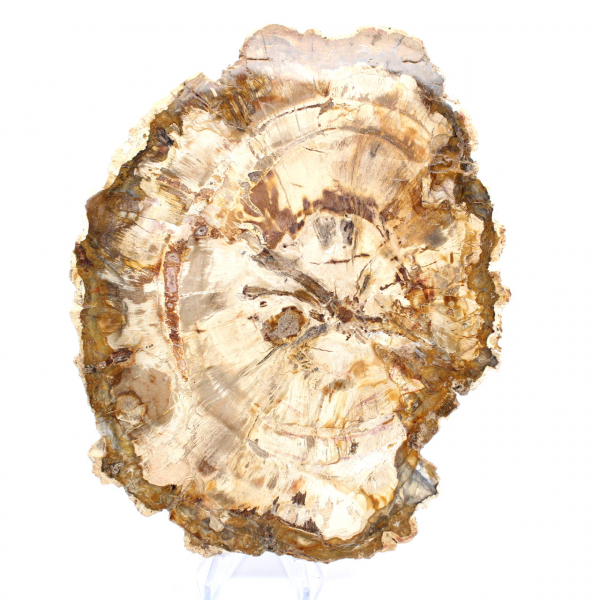 Rodaja de madera petrificada, adorno pulido, ejemplar de Madagascar