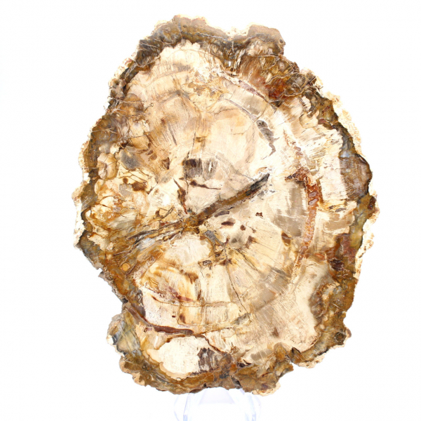 Rodaja de madera petrificada, adorno pulido, ejemplar de Madagascar