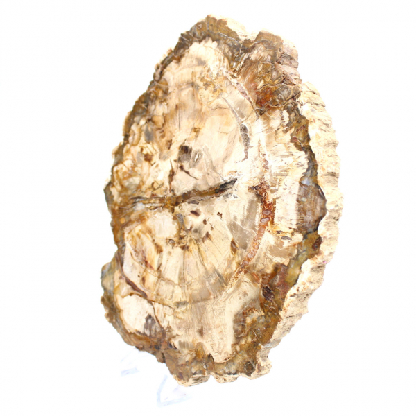 Rodaja de madera petrificada, adorno pulido, ejemplar de Madagascar
