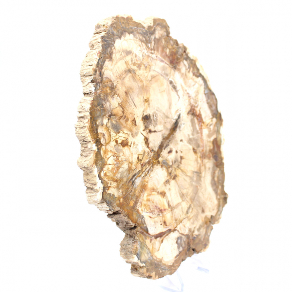 Rodaja de madera petrificada, adorno pulido, ejemplar de Madagascar