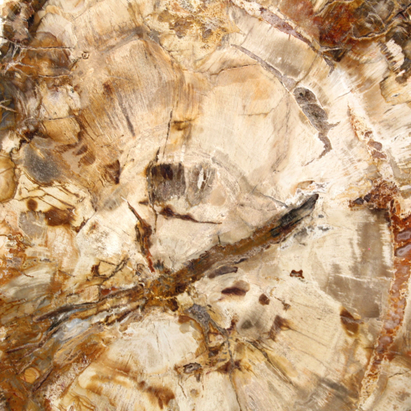 Rodaja de madera petrificada, adorno pulido, ejemplar de Madagascar