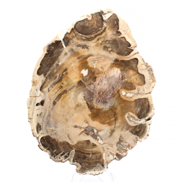 Rodaja de madera fósil pulida, ejemplar decorativo, procedente de Madagascar Rodaja de madera fósil pulida, ejemplar decorativo, procedente de Madagascar
