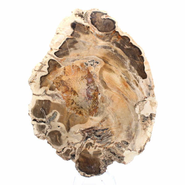 Rodaja de madera fósil pulida, ejemplar decorativo, procedente de Madagascar Rodaja de madera fósil pulida, ejemplar decorativo, procedente de Madagascar