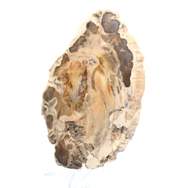 Rodaja de madera fósil pulida, ejemplar decorativo, procedente de Madagascar Rodaja de madera fósil pulida, ejemplar decorativo, procedente de Madagascar