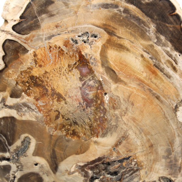 Rodaja de madera fósil pulida, ejemplar decorativo, procedente de Madagascar Rodaja de madera fósil pulida, ejemplar decorativo, procedente de Madagascar