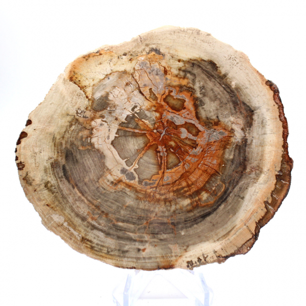 Madera petrificada pulida (rodaja), pieza de colección, Madagascar Madera petrificada pulida (rodaja), pieza de colección, Madagascar