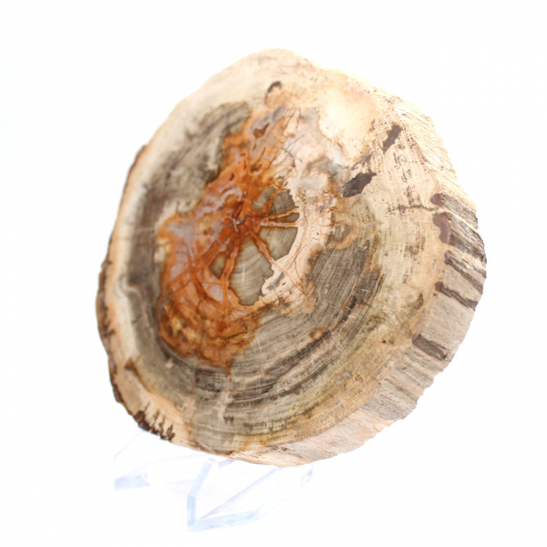 Madera petrificada pulida (rodaja), pieza de colección, Madagascar Madera petrificada pulida (rodaja), pieza de colección, Madagascar