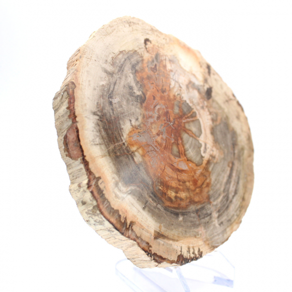 Madera petrificada pulida (rodaja), pieza de colección, Madagascar Madera petrificada pulida (rodaja), pieza de colección, Madagascar