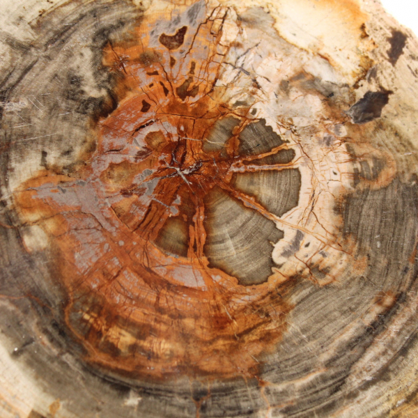 Madera petrificada pulida (rodaja), pieza de colección, Madagascar Madera petrificada pulida (rodaja), pieza de colección, Madagascar