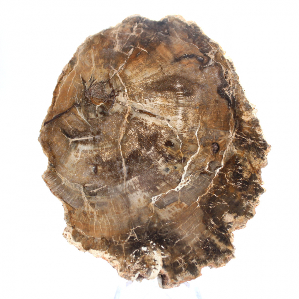 Pequeño adorno de madera petrificada pulida, rebanada fósil natural, Madagascar Pequeño adorno de madera petrificada pulida, rebanada fósil natural, Madagascar